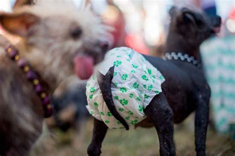 Pit Bull Dutch Shepherd Mix Quasi Modo Wins Worlds Ugliest Dog
