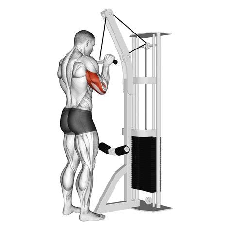 V Bar Tricep Pushdown Benefits Muscles Worked And More Inspire Us