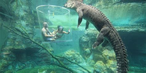 This Crocodile Cage Of Death Is Not For The Faint Of Heart Huffpost