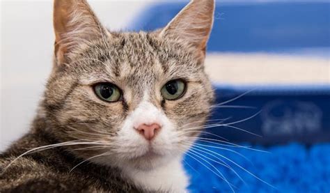 This film stars some of our cats and kittens, including our 6 month kitten flora's journey through the centre. Cat charity desperate for new volunteers | The Exeter Daily