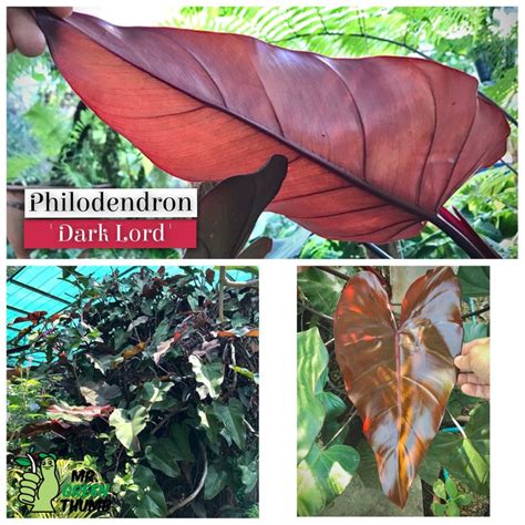 Philodendron Dark Lord | Philodendron, Philodendron plant, Rare plants