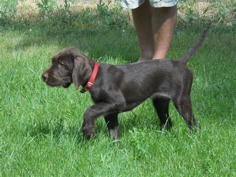 The german shorthaired pointer poodle mix is a mixed breed dog resulting from breeding the german shorthaired pointer and the poodle. 31 best Pudelpointer images on Pinterest | Hound dog ...