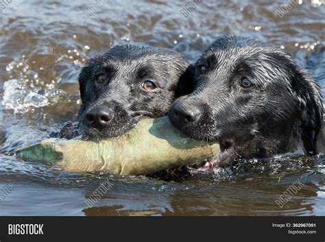 Two Black Labradors Image And Photo Free Trial Bigstock