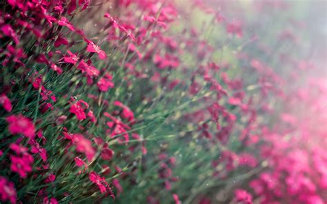 These 125 flower iphone wallpapers are free to download for your iphone 11. flower flowers purple blur background wallpaper widescreen ...