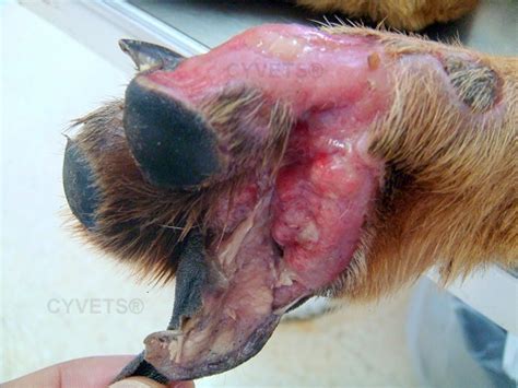 This makes their paws very sensitive and susceptible to pain when dried or cracked. Paw Salvage - Segmental paw pad grafting
