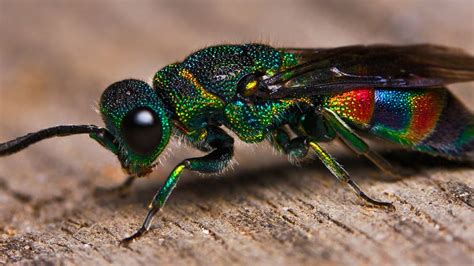 This Beautiful Rainbow Insect Is Actually A Wasp Animals Beautiful