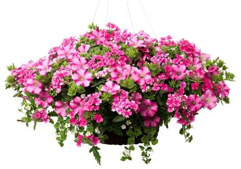 Home depot canada coupon codes, promos & sales. Home Depot: Save $2 on Any Proven Winner Hanging Basket or Planter *Printable Coupon* | Canadian ...