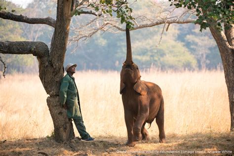 Protecting Elephants Globalgiving