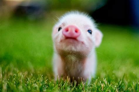 Cute Baby Animal Wallpapers - WallpaperSafari