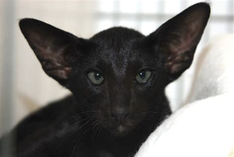 Does A Black Siamese Cat Really Exist Kittentoob