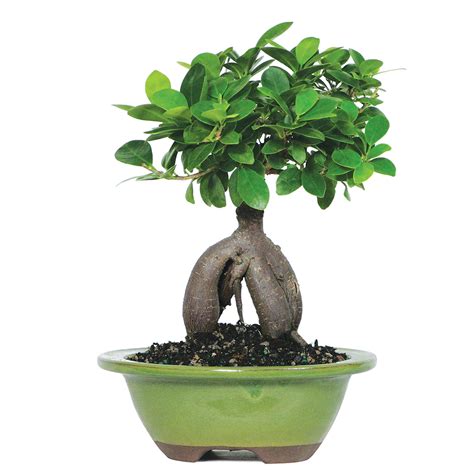 Sep 15, 2017 · every year i move my ficus tree indoors and use super thrive on it through the fall and winter months. Has anyone kept a mallsai alive for many years? Does it ...