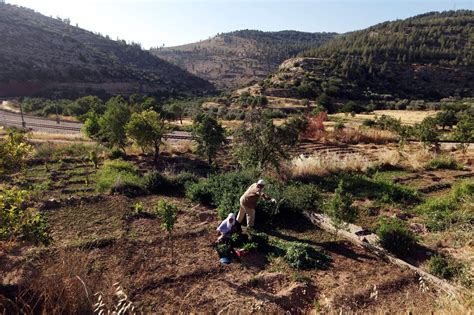 To the editors of new york times: Palestinian Village Tries to Protect Landmark - The New ...