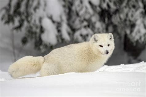 Arctic Wolf Canis Lupus Arctos Photograph By Lilach Weiss