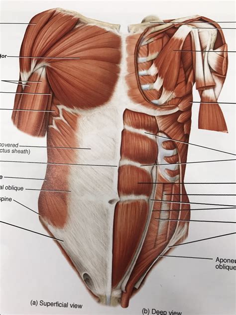 Muscles Of The Trunk Diagram General Wiring Diagram