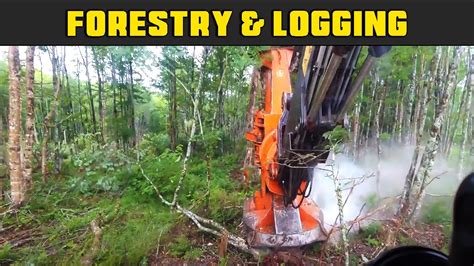 Tigercat 845C Bunching Trees With 5600 GN Roy Head Real Life Forestry
