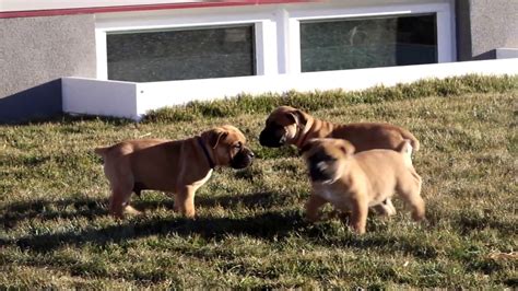 Click on pictures for full view. Boerboel Puppies for Sale - YouTube