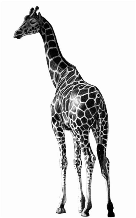 • do 10 realistic drawings of the giraffe. Animal Drawings | Giraffe tattoos, Animal drawings ...