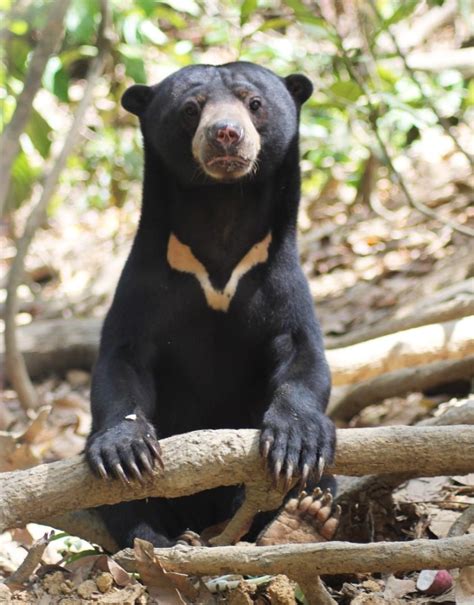 Get the latest malaysia news stories and opinions with focus on national, regional, sarawak and world news, as well as reports from parliament and court. Malayan Sun Bear - Malaysian Wildlife