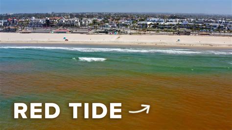 What Is A Red Tide And Why Is It Dangerous Youtube