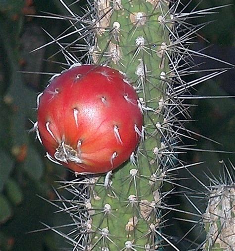We did not find results for: PlantFiles Pictures: Simpson's Prickly Apple, Simpson's ...