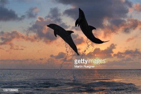 Bottlenose Dolphin Jumping In Sea At Sunset High Res Stock Photo