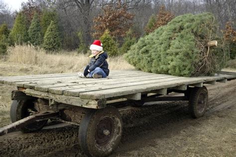 13 Cut Your Own Christmas Tree Farms In North Carolina