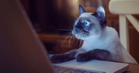 The difference here is that windows saves the image as a file. 9 Videos That Will Capture Your Cat's Attention | TheThings