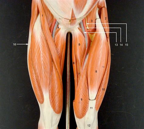Posterior Leg Muscles Images