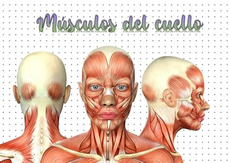 Solution M Sculos Del Cuello Studypool