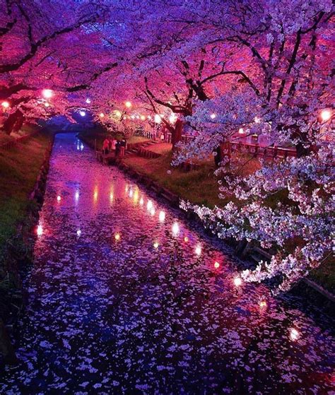Travel The World On Instagram “cherry Blossoms In Japan 🇯🇵 Photo By T