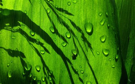 Green Leaf Leaves Plants Water Drops Green Hd Wallpaper Wallpaper