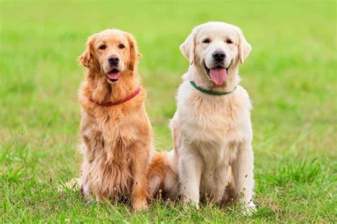 Golden Retriever Giống Chó Thông Minh Và Biết Tiết Chế Cảm Xúc