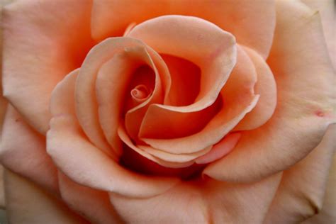 The orange, peach, purple, red, or white petals can have a puffed look and some are ruffled. Peach Colored Flowers | peach color roses flower pictures ...