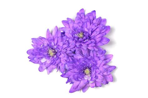 Purple Chrysanthemum Flower Chrysanthemum Indicum Isolated On White