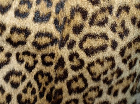 Leopard Print Wallpapers High Quality Download Free