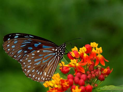 Hence, we give you some beautiful butterfly wallpaper. beautiful natural scenery, a butterfly perched on a flower ...