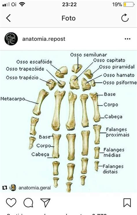 Anatomia Da Mão Mão Anatomia Anatomia Dos Ossos Anatomia Corpo Humano