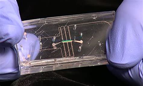 Nih And Iss National Lab Collaborate With Tissue Chips In Space