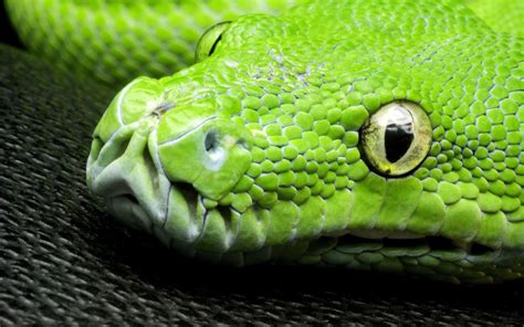 (1992) encyclopedia of australian animals : Wallpaper Green snake, eyes, scales, head close-up ...