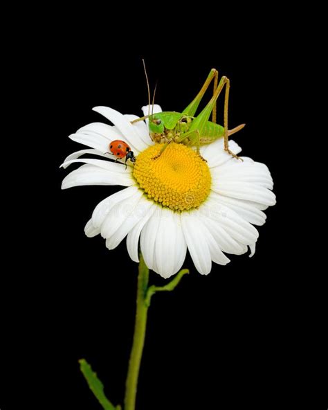 Coccinelle Sur La Plante Verte Image Stock Image Du Lumineux Concept