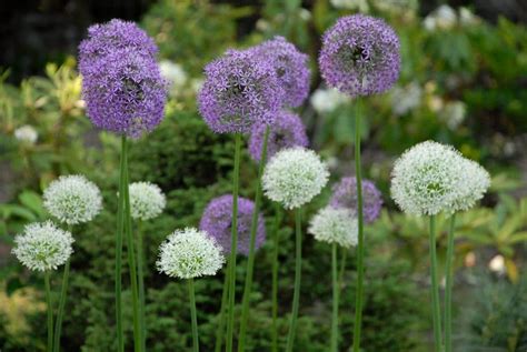 Allium Gladiator Bulbs Always Wholesale Pricing Colorblends