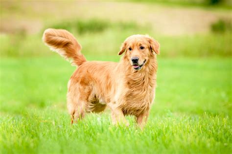 How To Groom A Golden Retriever American Kennel Club