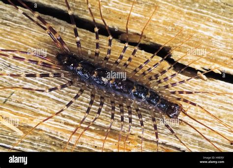 Scutigera Long Legged Centipede Hi Res Stock Photography And Images Alamy