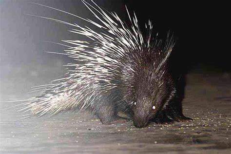 Porcupine Porcupine