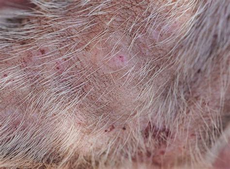 What Does Folliculitis Look Like On Dogs