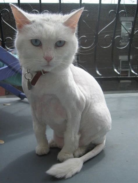 11 Cute Pictures Of Shaved Cats