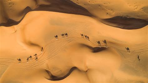 Camels In The Desert United Arab Emirates Bing Gallery