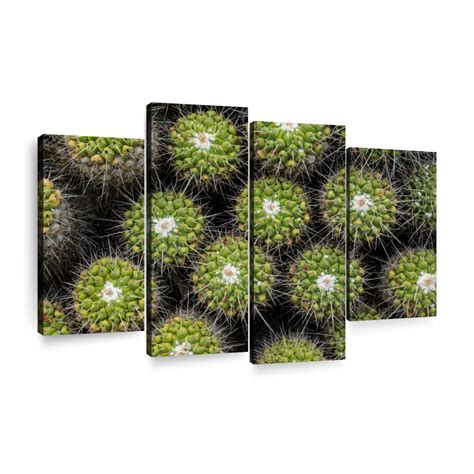 Clumped Cactus Wall Art Photography