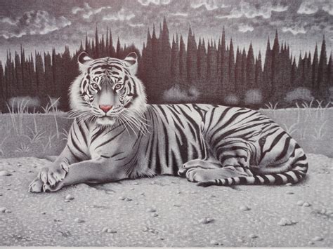 Tigredebengala 800×600 Tigre De Bengala Dibujo Tigre De