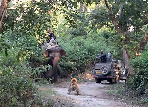 Watch Disgruntled Tiger Charges An Elephant In Indias Famous Wildlife